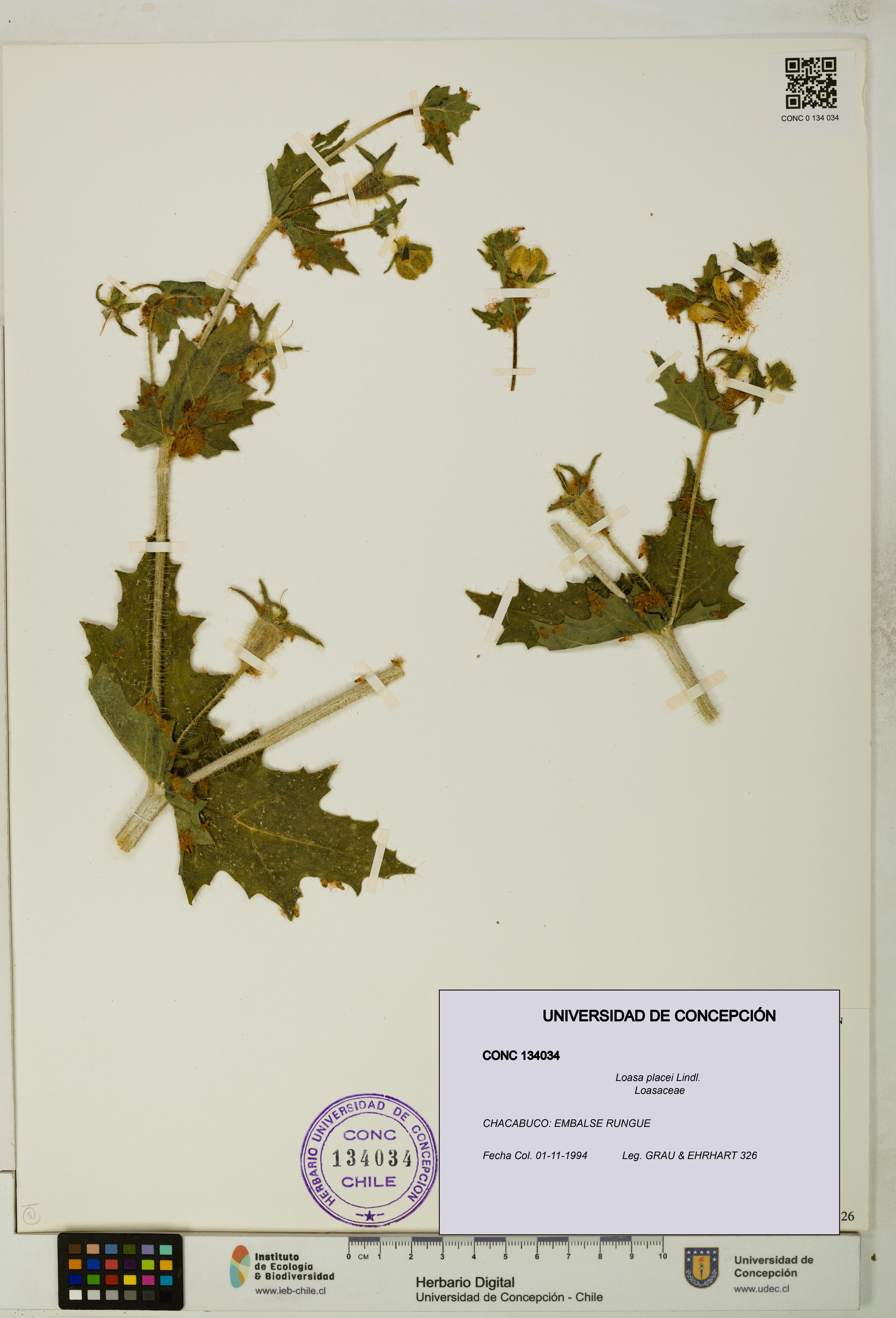 Loasa placei [Espécimen: UDEC:CONC:0134034]