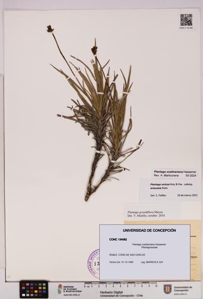 Plantago zoellneriana [Espécimen: UDEC:CONC:0134082]