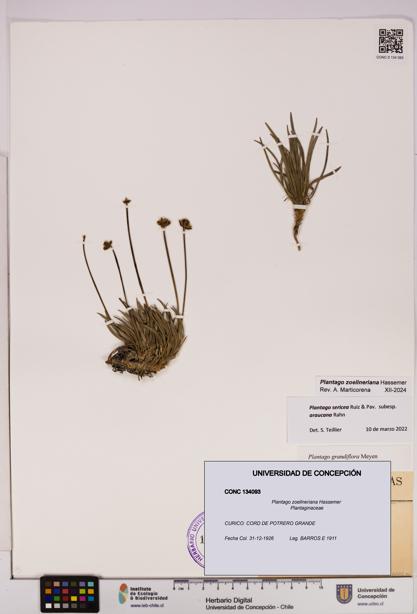 Plantago zoellneriana [Espécimen: UDEC:CONC:0134093]
