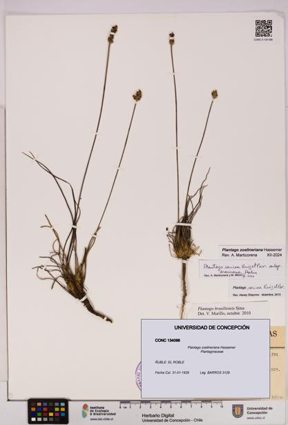 Plantago zoellneriana [Espécimen: UDEC:CONC:0134098]