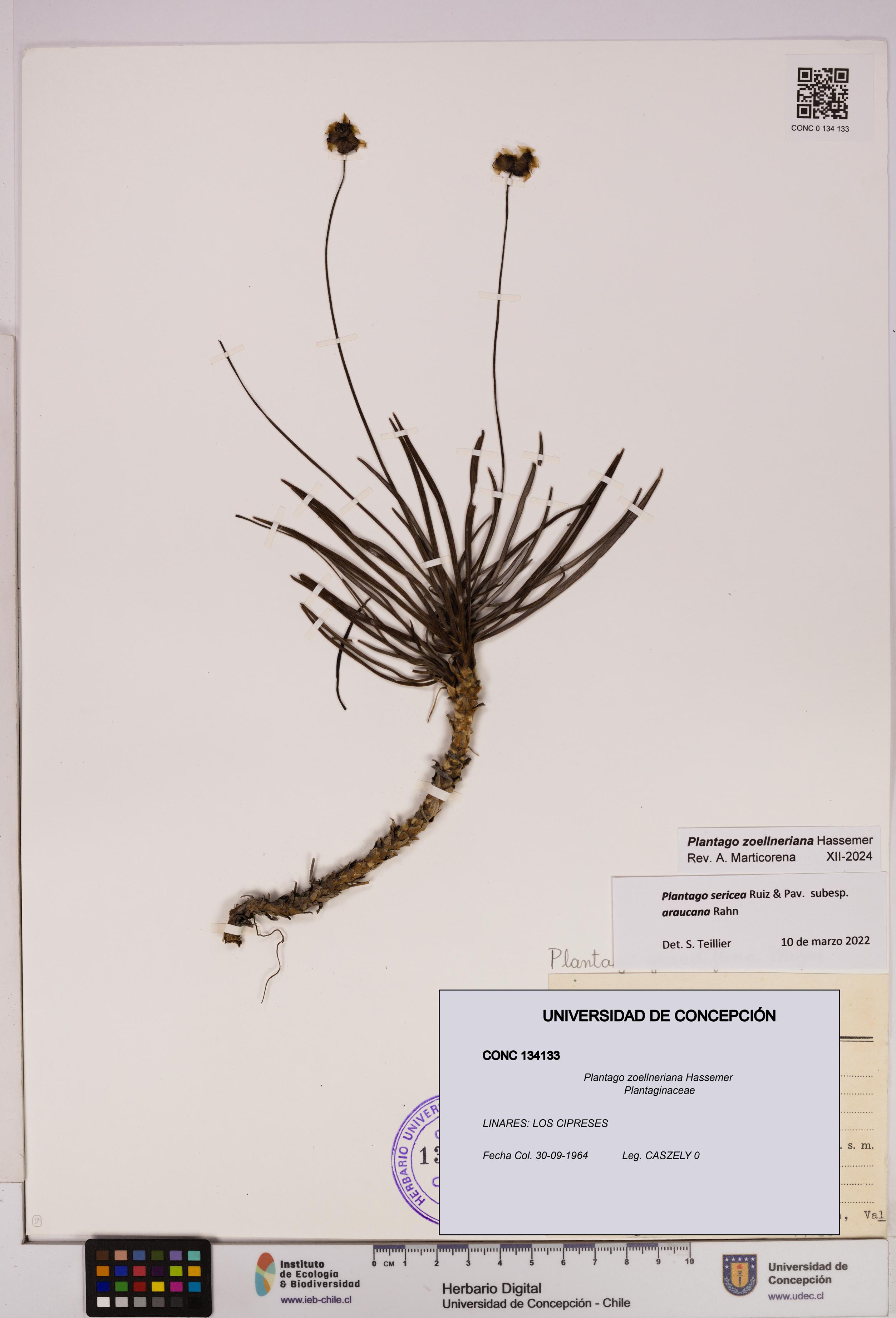 Plantago zoellneriana [Espécimen: UDEC:CONC:0134133]