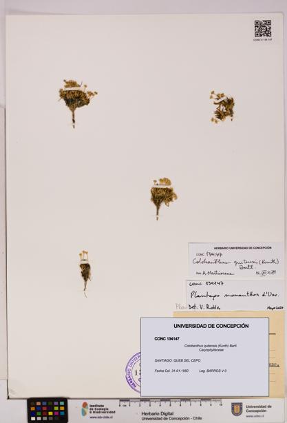 Colobanthus quitensis [Espécimen: UDEC:CONC:0134147]