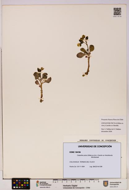 Cistanthe picta [Espécimen: UDEC:CONC:0134154]