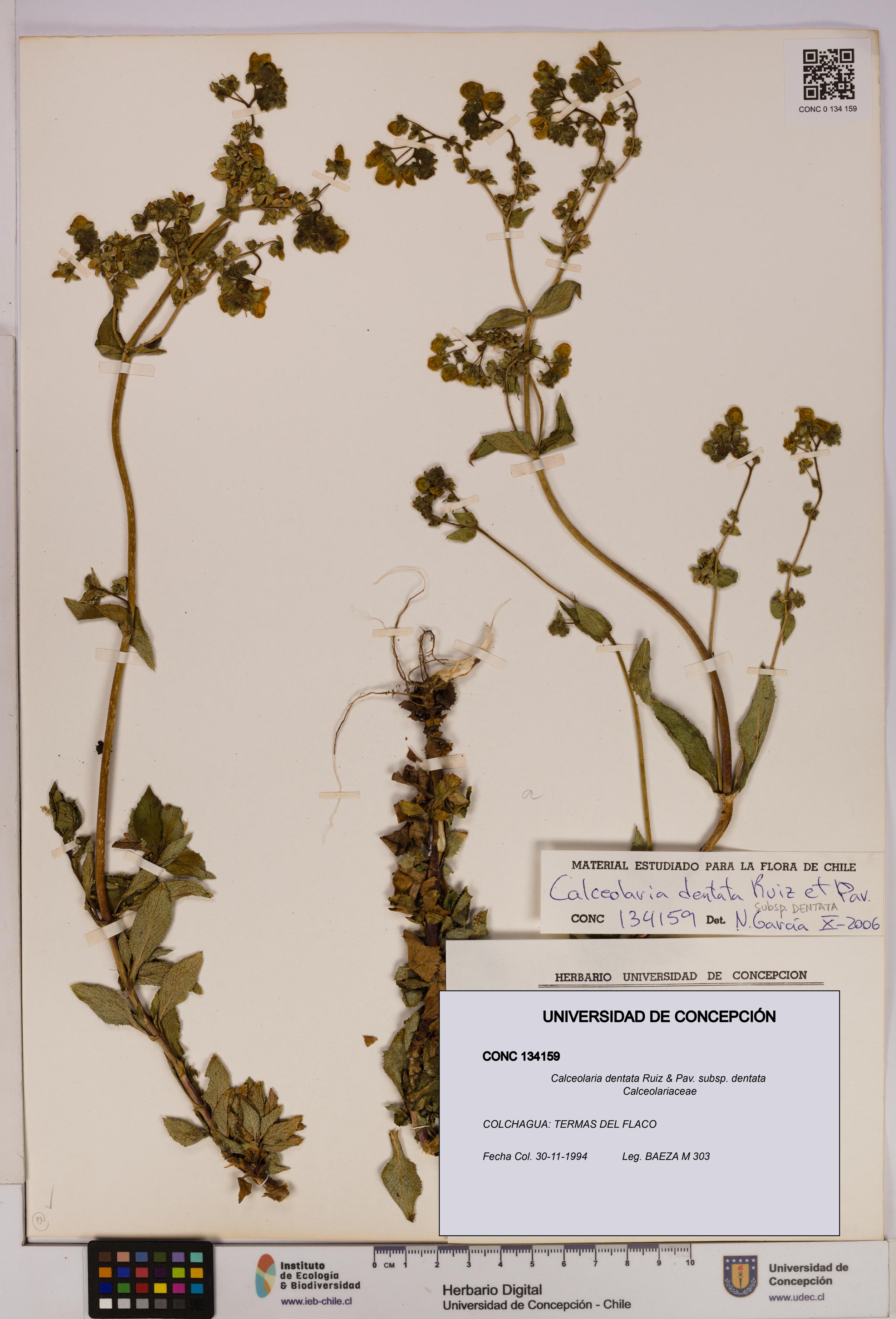 Calceolaria dentata subsp. dentata [Espécimen: UDEC:CONC:0134159]