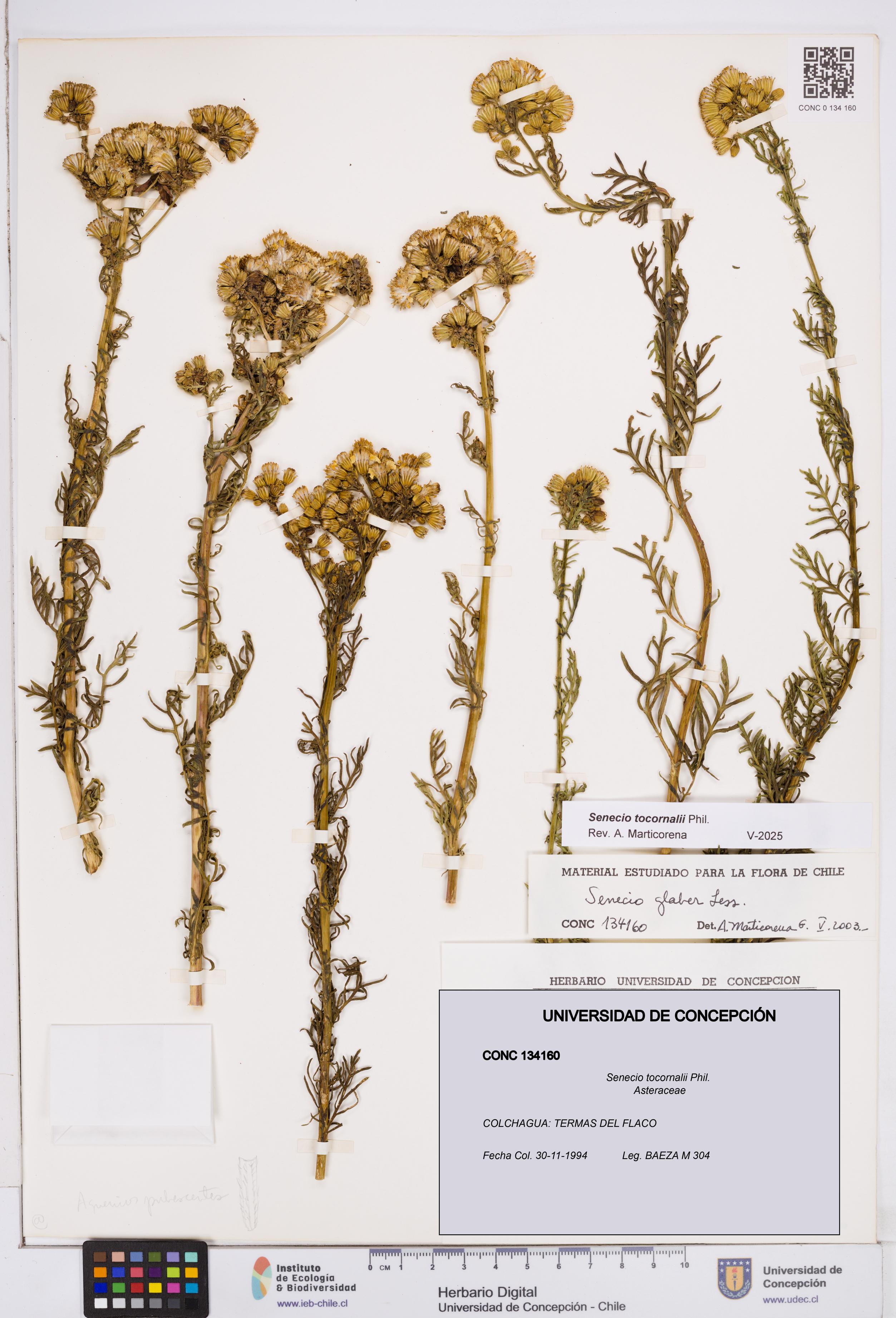 Senecio tocornalii [Espécimen: ]