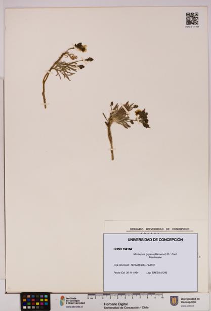 Montiopsis gayana [Espécimen: UDEC:CONC:0134164]