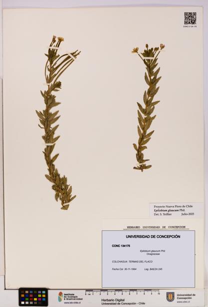 Epilobium glaucum [Espécimen: UDEC:CONC:0134175]