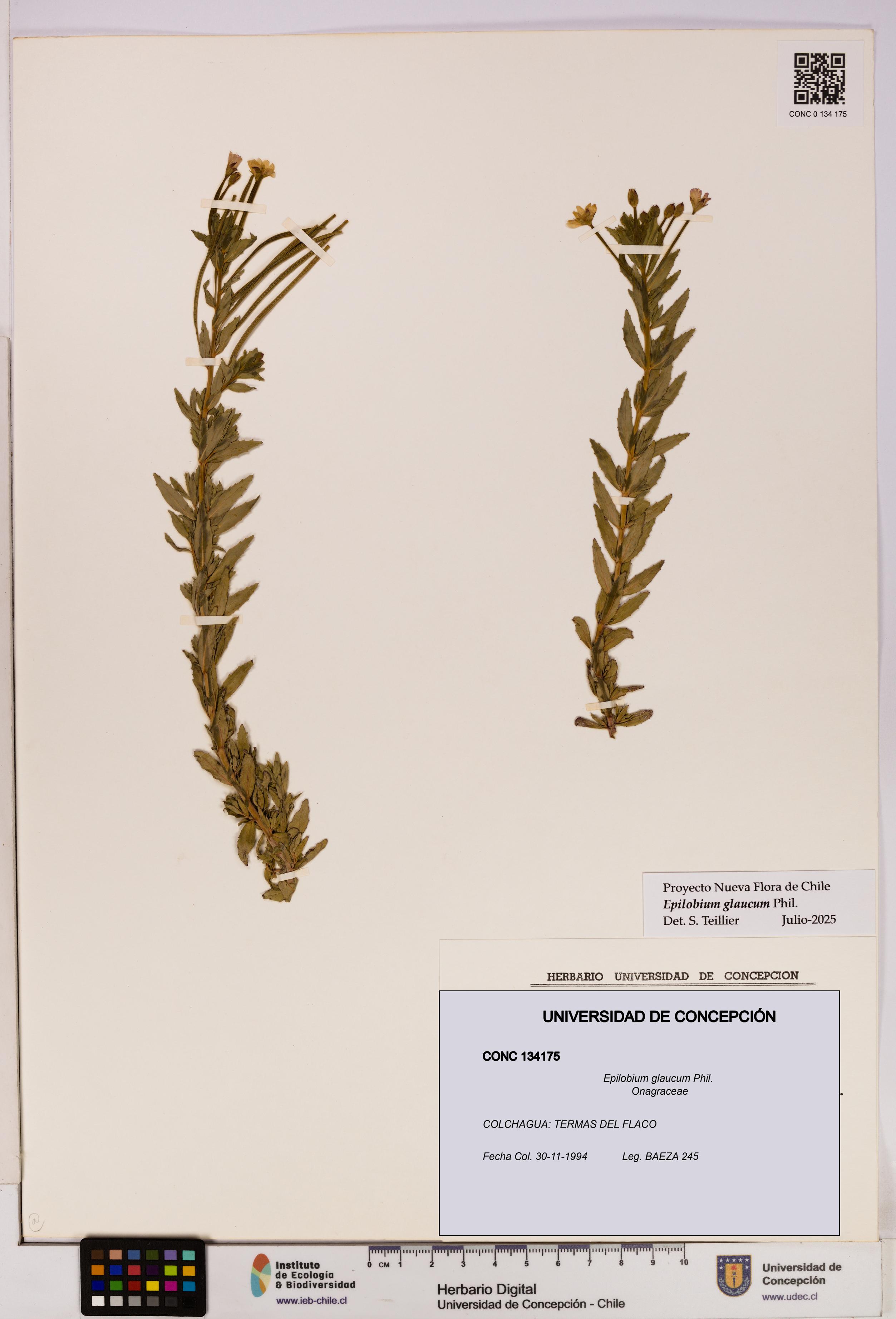 Epilobium glaucum [Espécimen: UDEC:CONC:0134175]