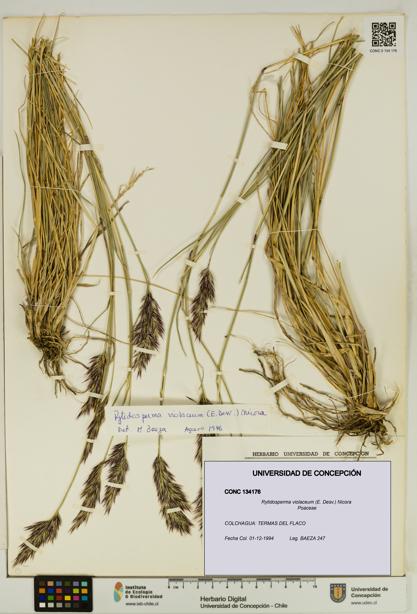 Rytidosperma violaceum [Espécimen: UDEC:CONC:0134176]
