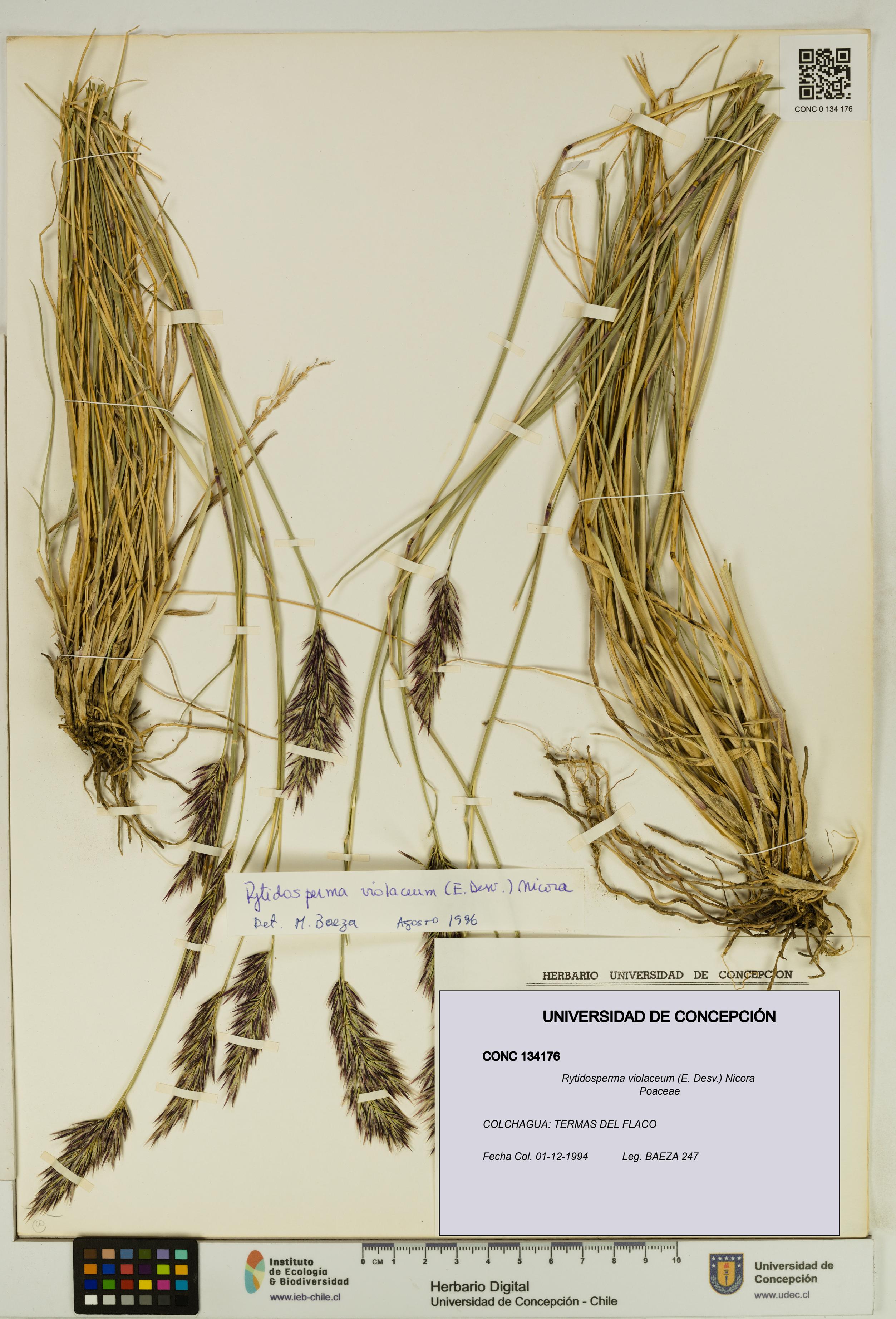 Rytidosperma violaceum [Espécimen: UDEC:CONC:0134176]