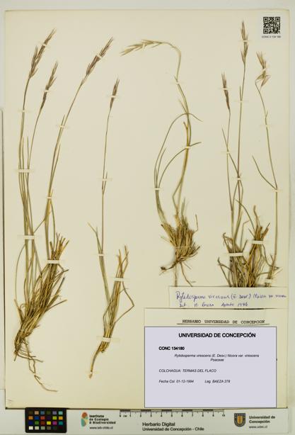 Rytidosperma virescens var. virescens [Espécimen: UDEC:CONC:0134180]