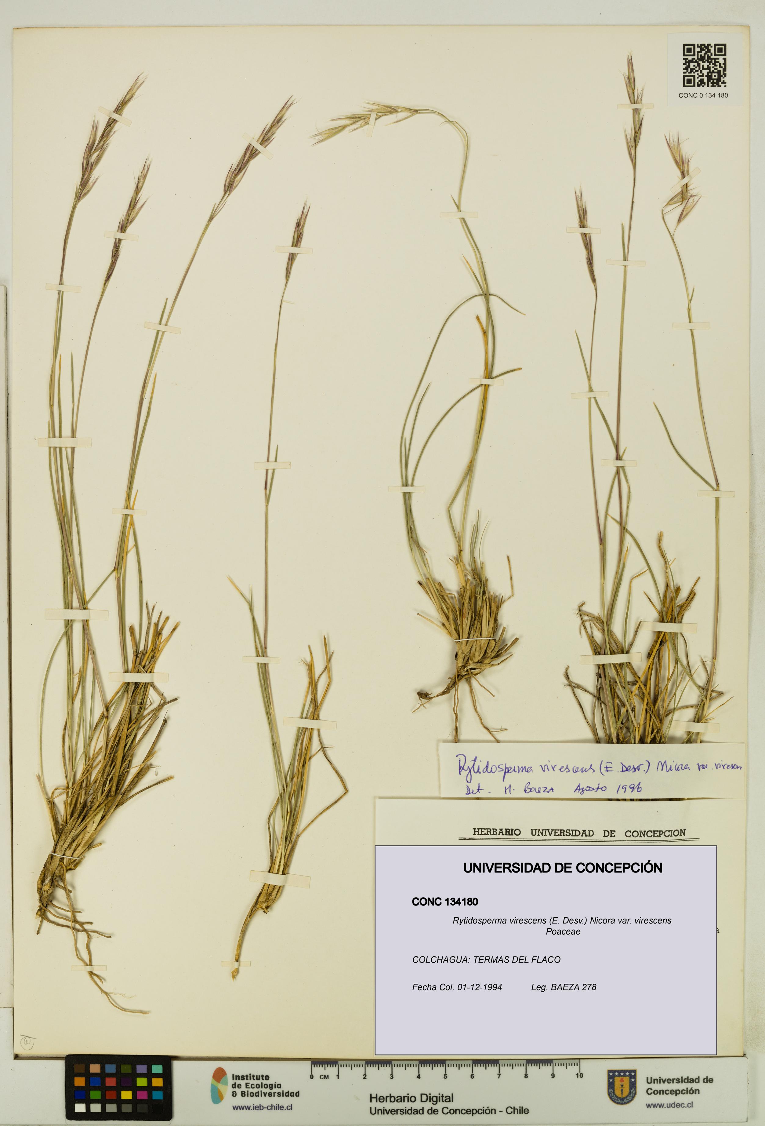 Rytidosperma virescens var. virescens [Espécimen: UDEC:CONC:0134180]