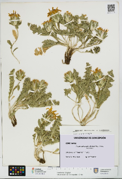 Perezia carthamoides [Espécimen: UDEC:CONC:0134182]