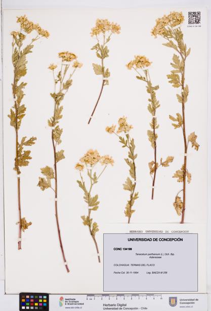 Tanacetum parthenium [Espécimen: ]