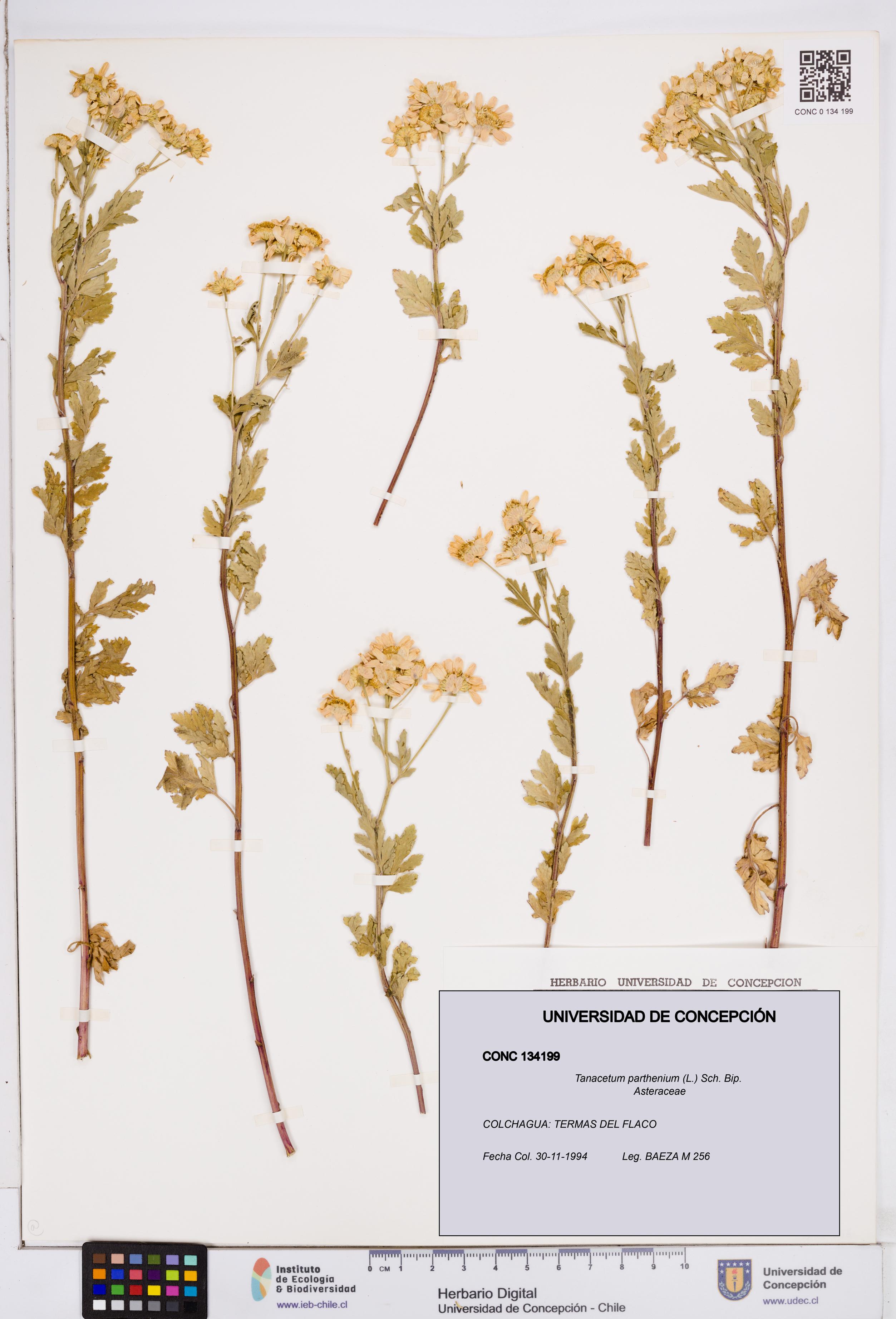 Tanacetum parthenium [Espécimen: ]