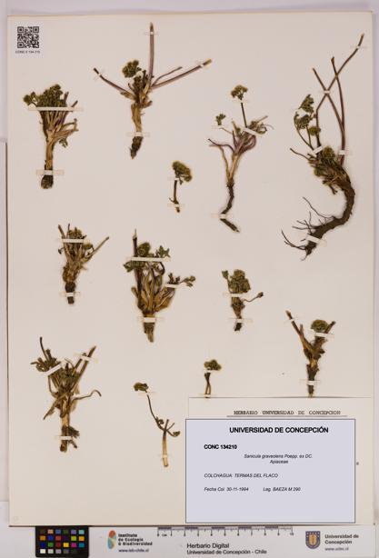 Sanicula graveolens [Espécimen: UDEC:CONC:0134210]
