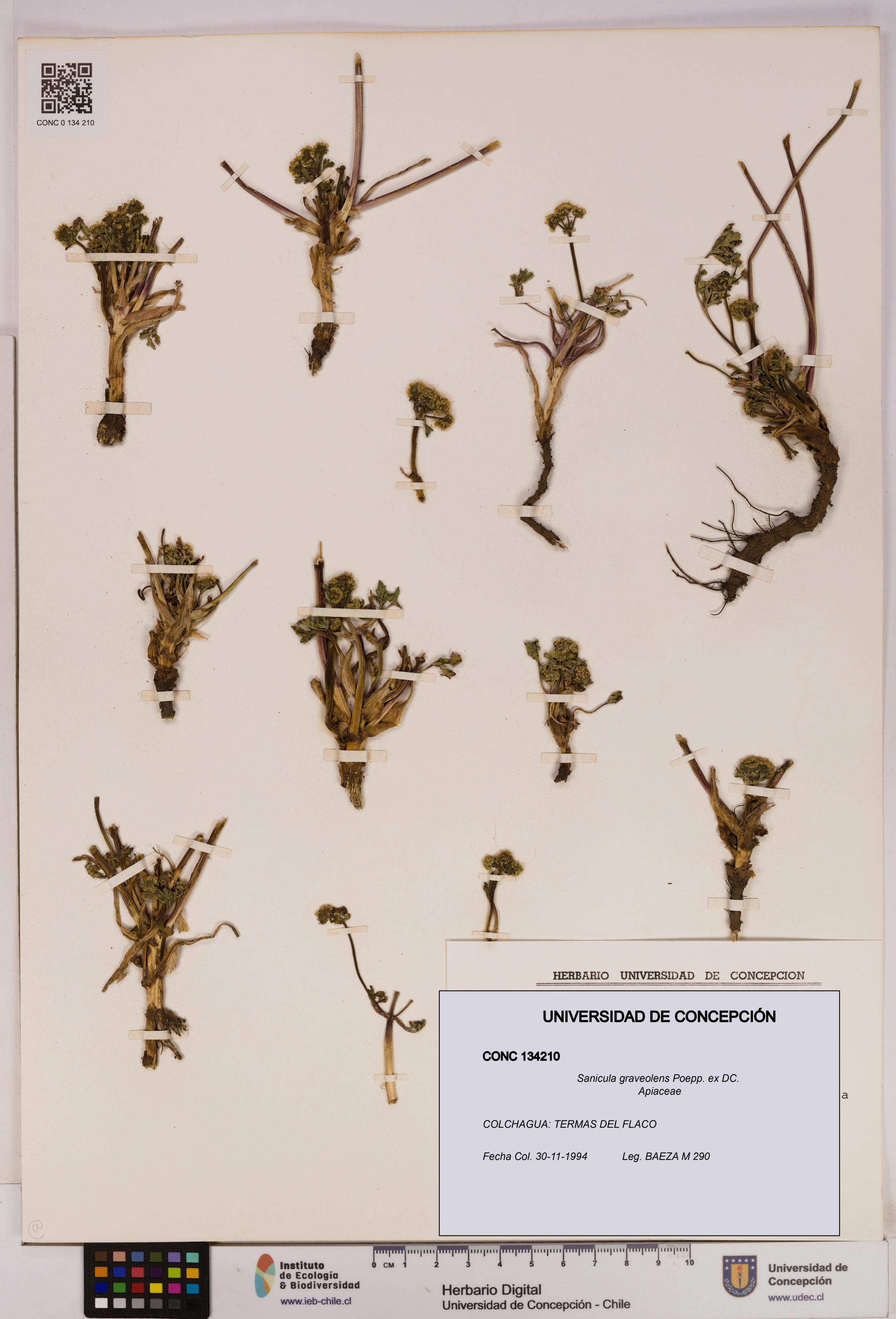 Sanicula graveolens [Espécimen: UDEC:CONC:0134210]