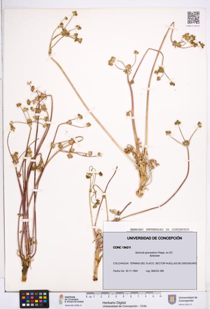 Sanicula graveolens [Espécimen: ]