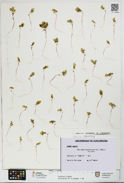 Chaetanthera euphrasioides [Espécimen: UDEC:CONC:0134215]