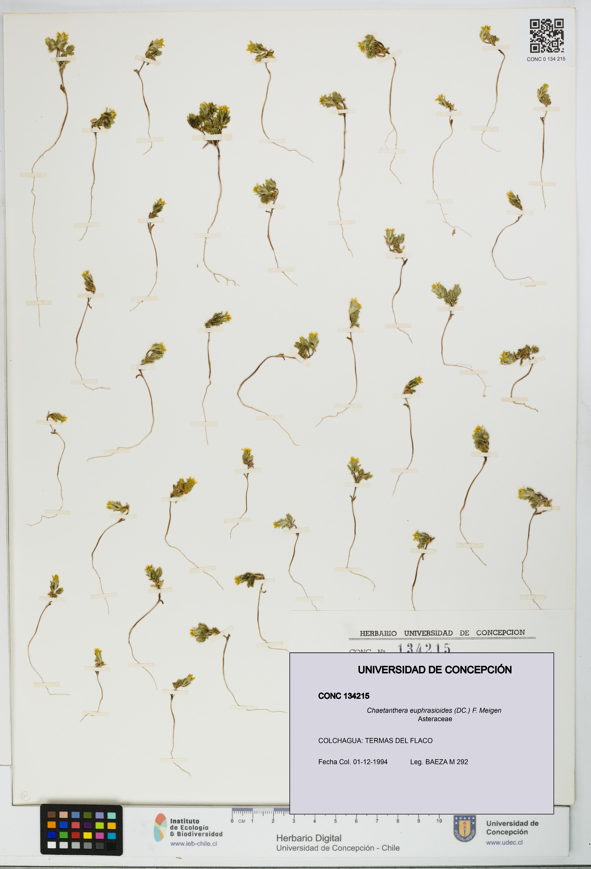 Chaetanthera euphrasioides [Espécimen: UDEC:CONC:0134215]