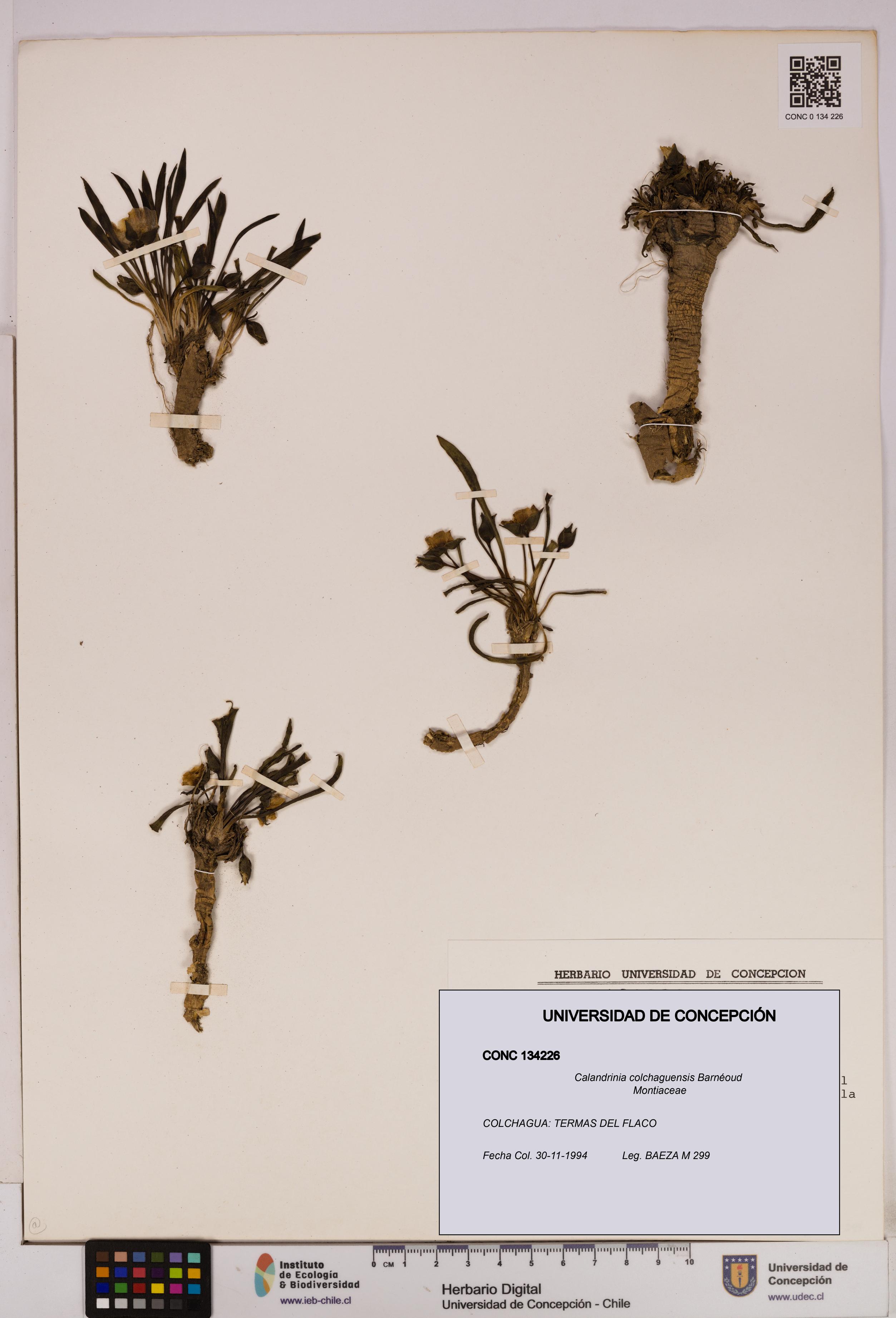 Calandrinia colchaguensis [Espécimen: UDEC:CONC:0134226]