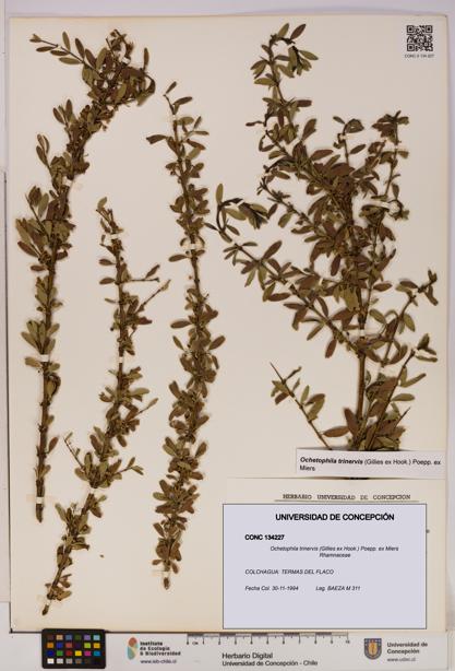 Ochetophila trinervis [Espécimen: UDEC:CONC:0134227]