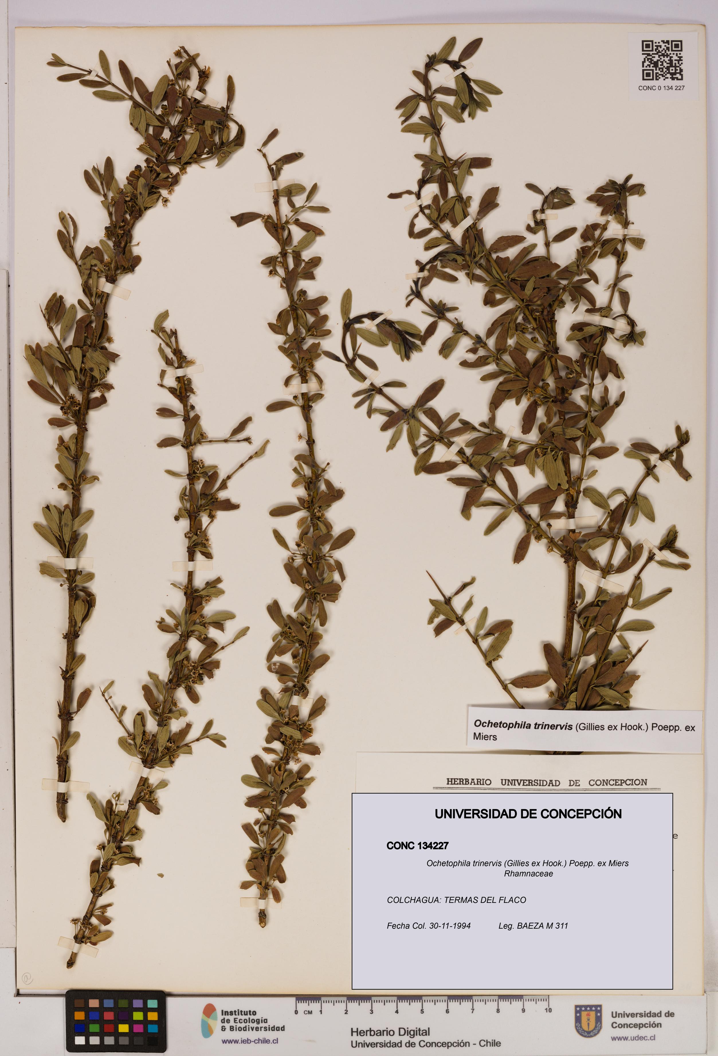 Ochetophila trinervis [Espécimen: UDEC:CONC:0134227]