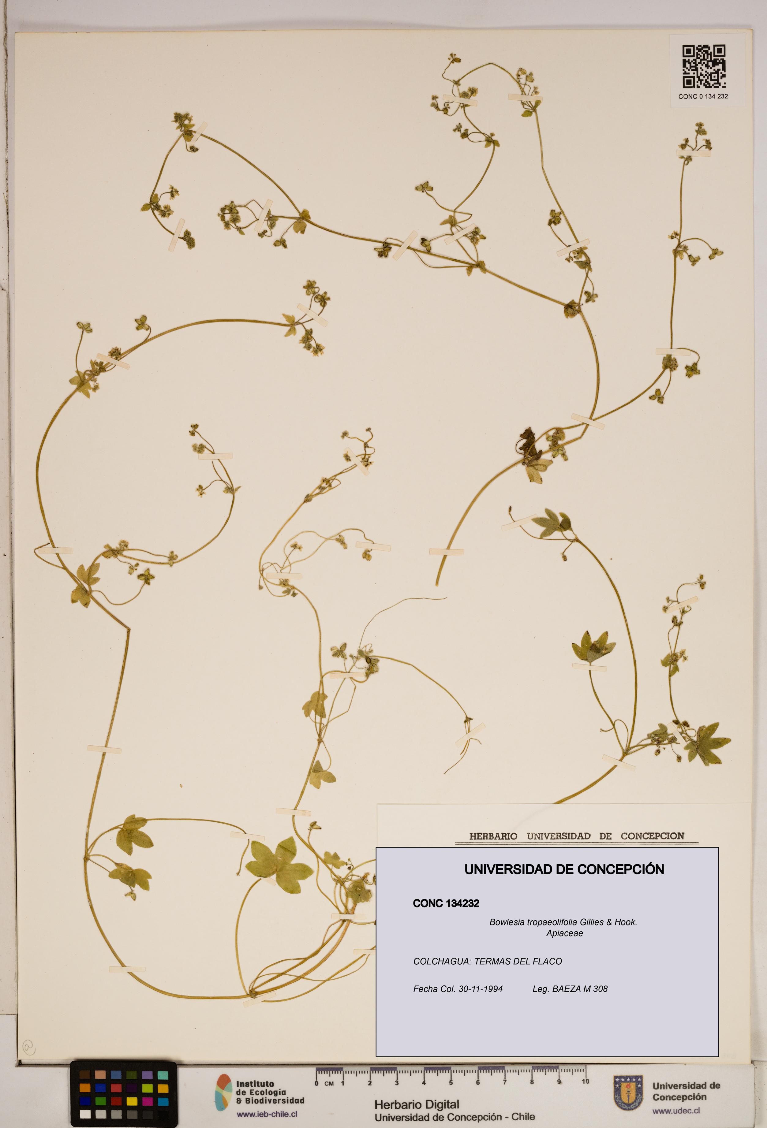 Bowlesia tropaeolifolia [Espécimen: ]