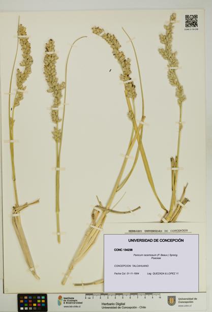 Panicum racemosum [Espécimen: UDEC:CONC:0134238]