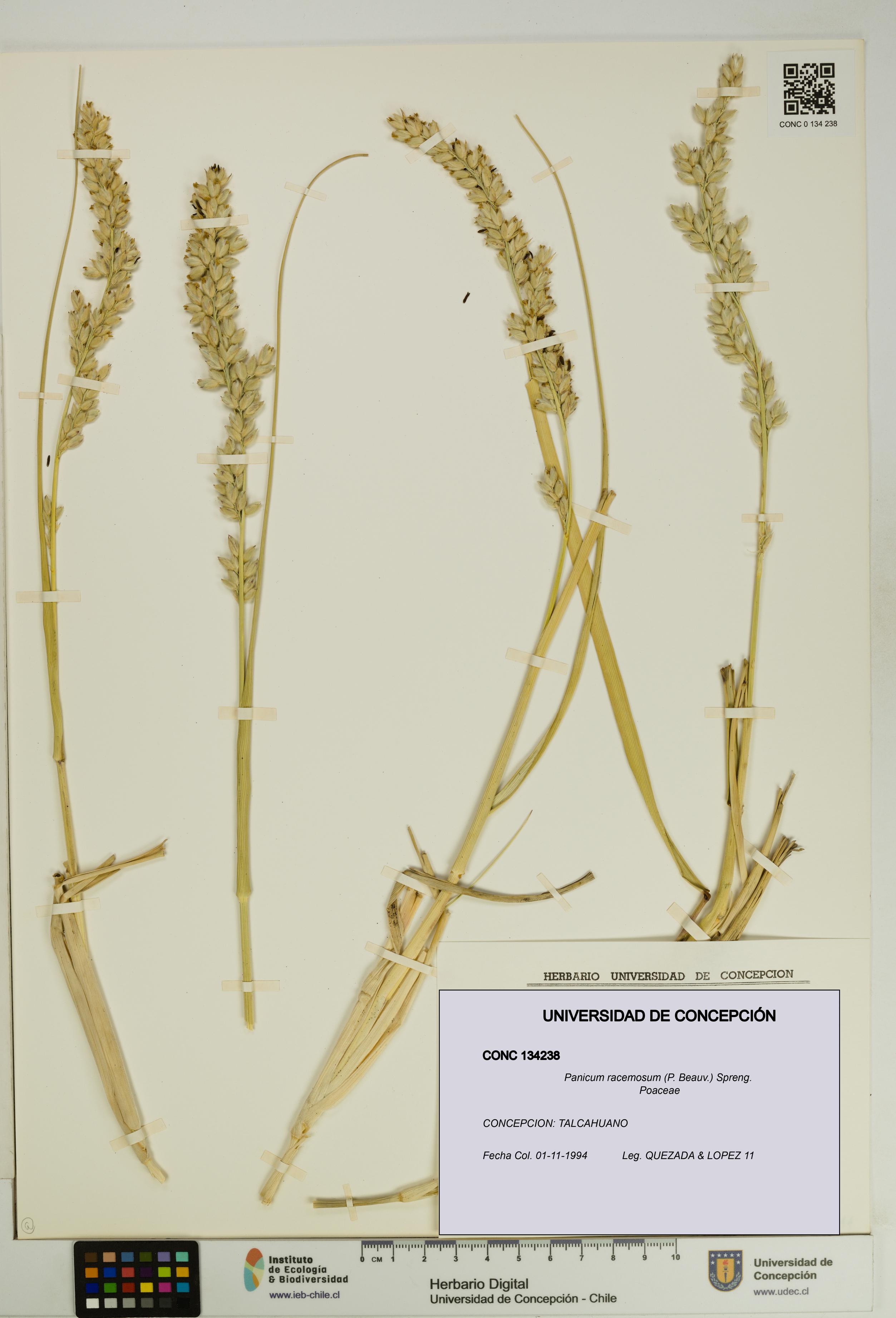 Panicum racemosum [Espécimen: UDEC:CONC:0134238]