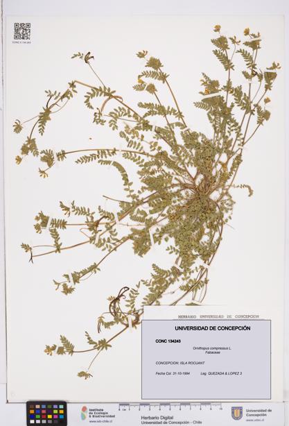 Ornithopus compressus [Espécimen: ]