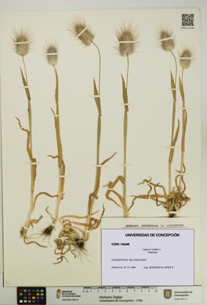 Lagurus ovatus [Espécimen: UDEC:CONC:0134246]