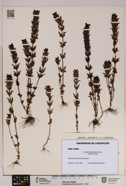 Parentucellia latifolia [Espécimen: UDEC:CONC:0134248]