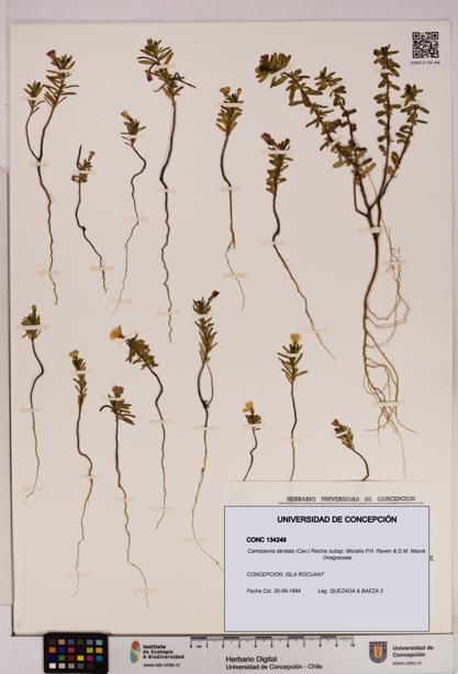 Camissonia dentata subsp. littoralis [Espécimen: UDEC:CONC:0134249]