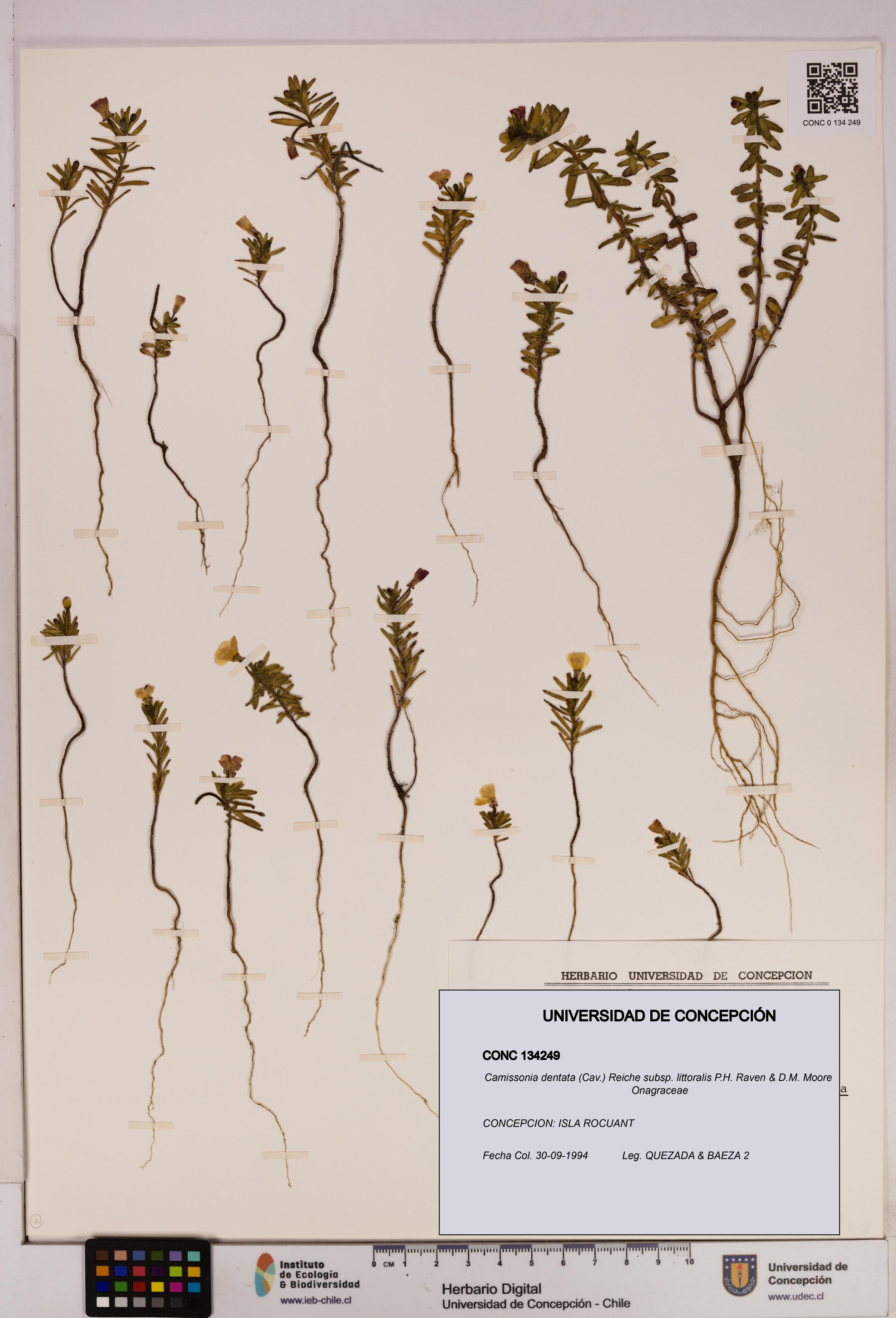 Camissonia dentata subsp. littoralis [Espécimen: UDEC:CONC:0134249]