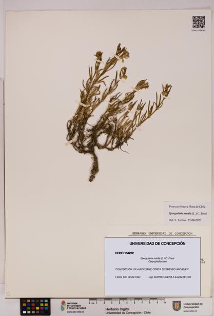 Spergularia media [Espécimen: UDEC:CONC:0134262]