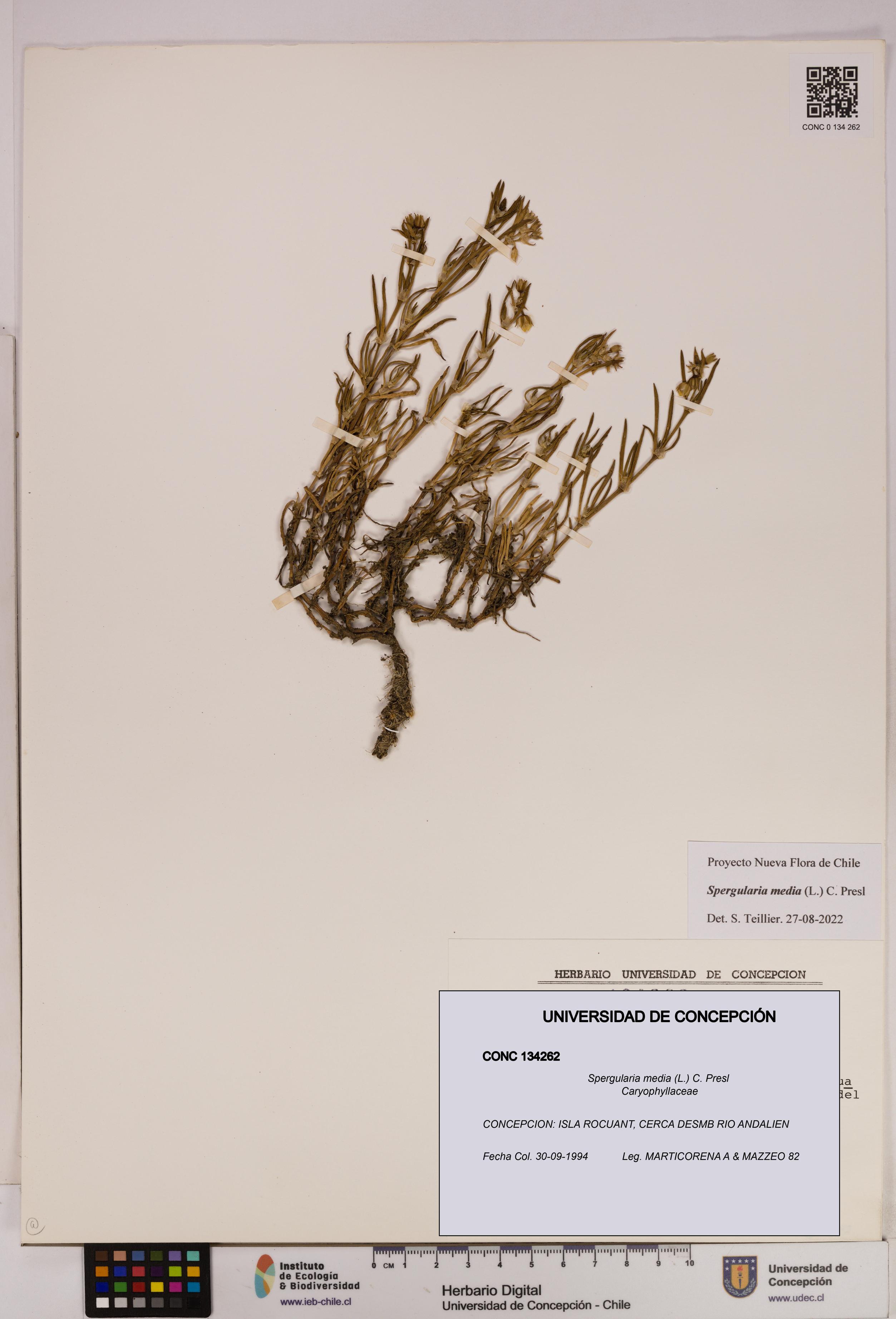 Spergularia media [Espécimen: UDEC:CONC:0134262]