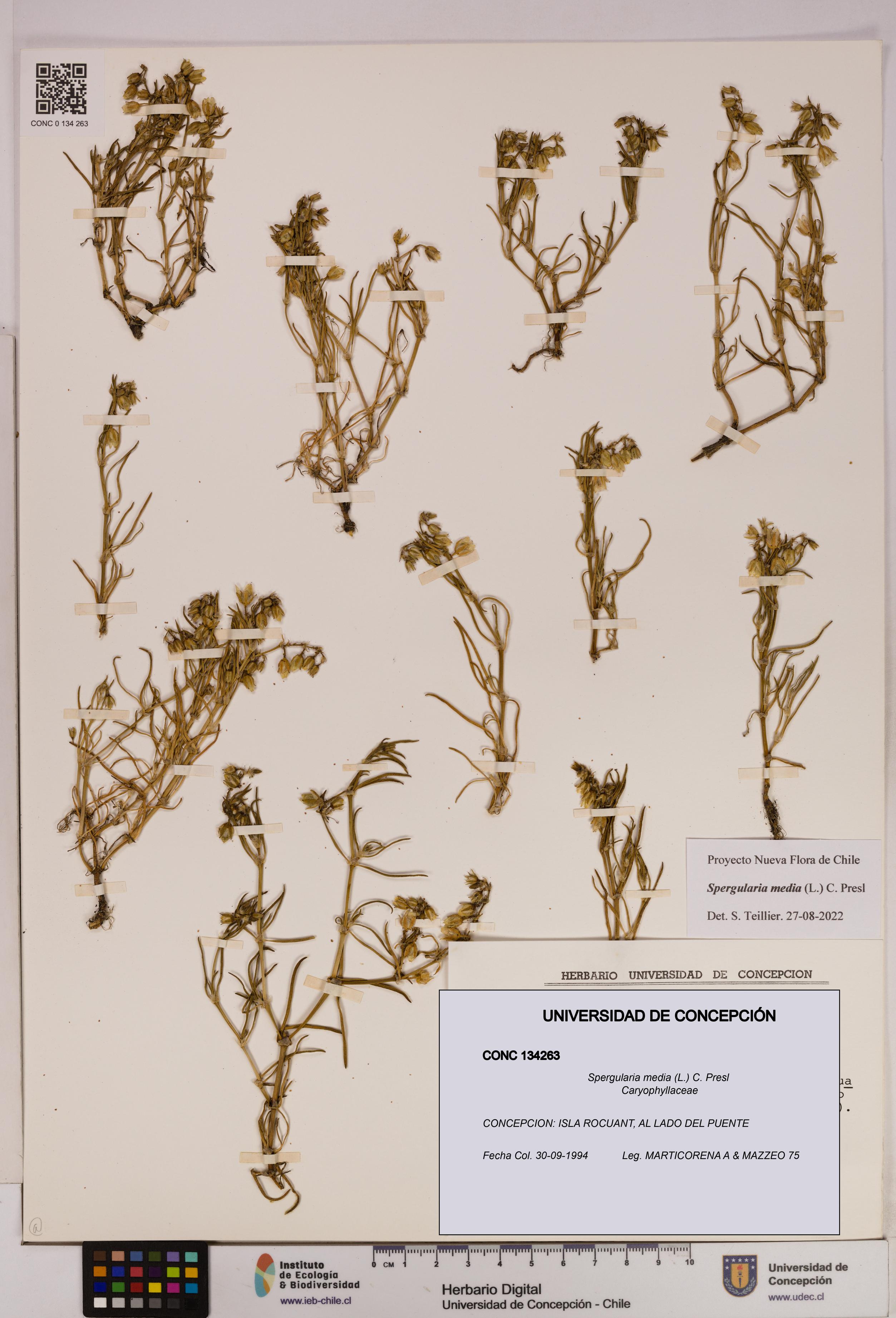 Spergularia media [Espécimen: UDEC:CONC:0134263]