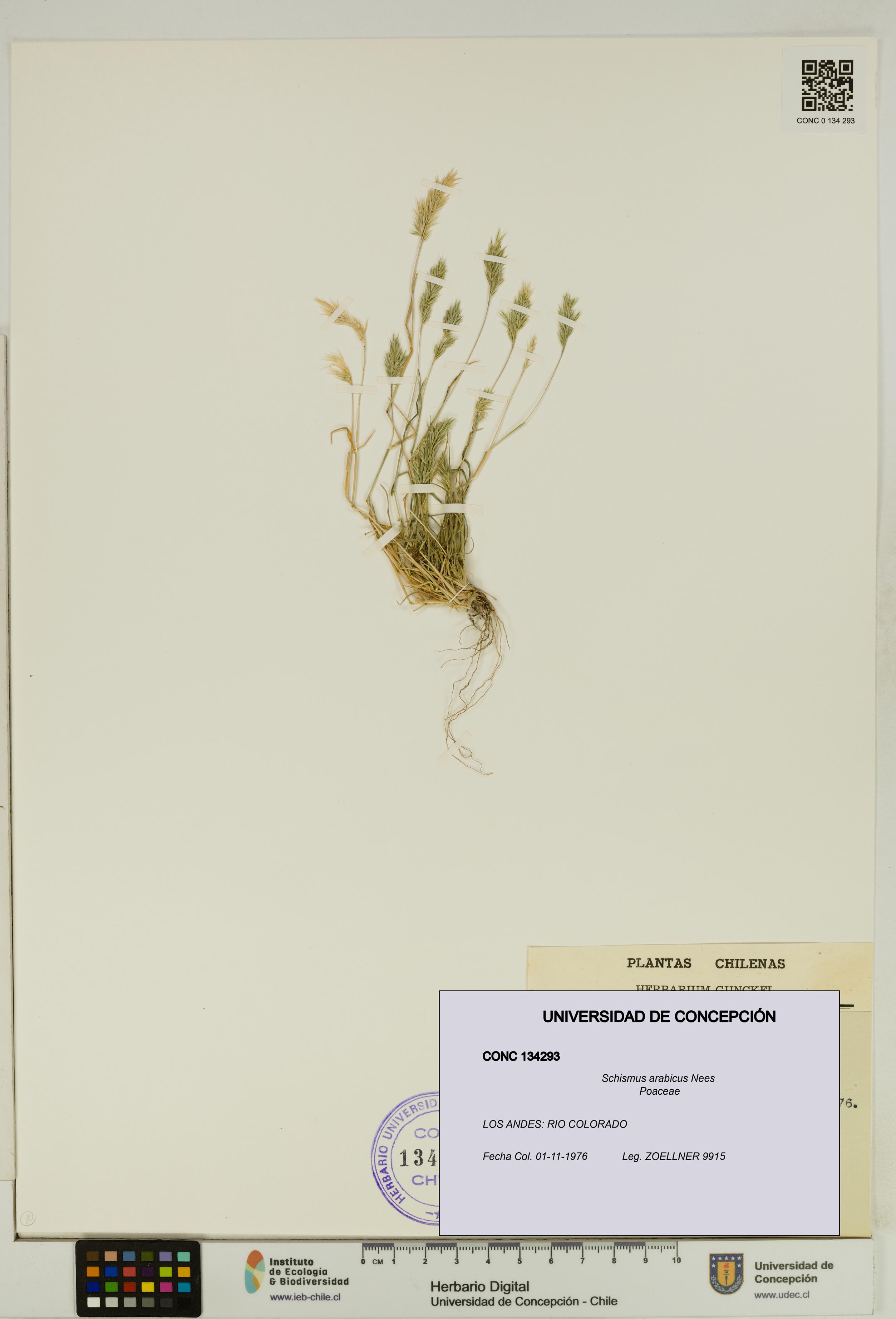 Schismus arabicus [Espécimen: UDEC:CONC:0134293]