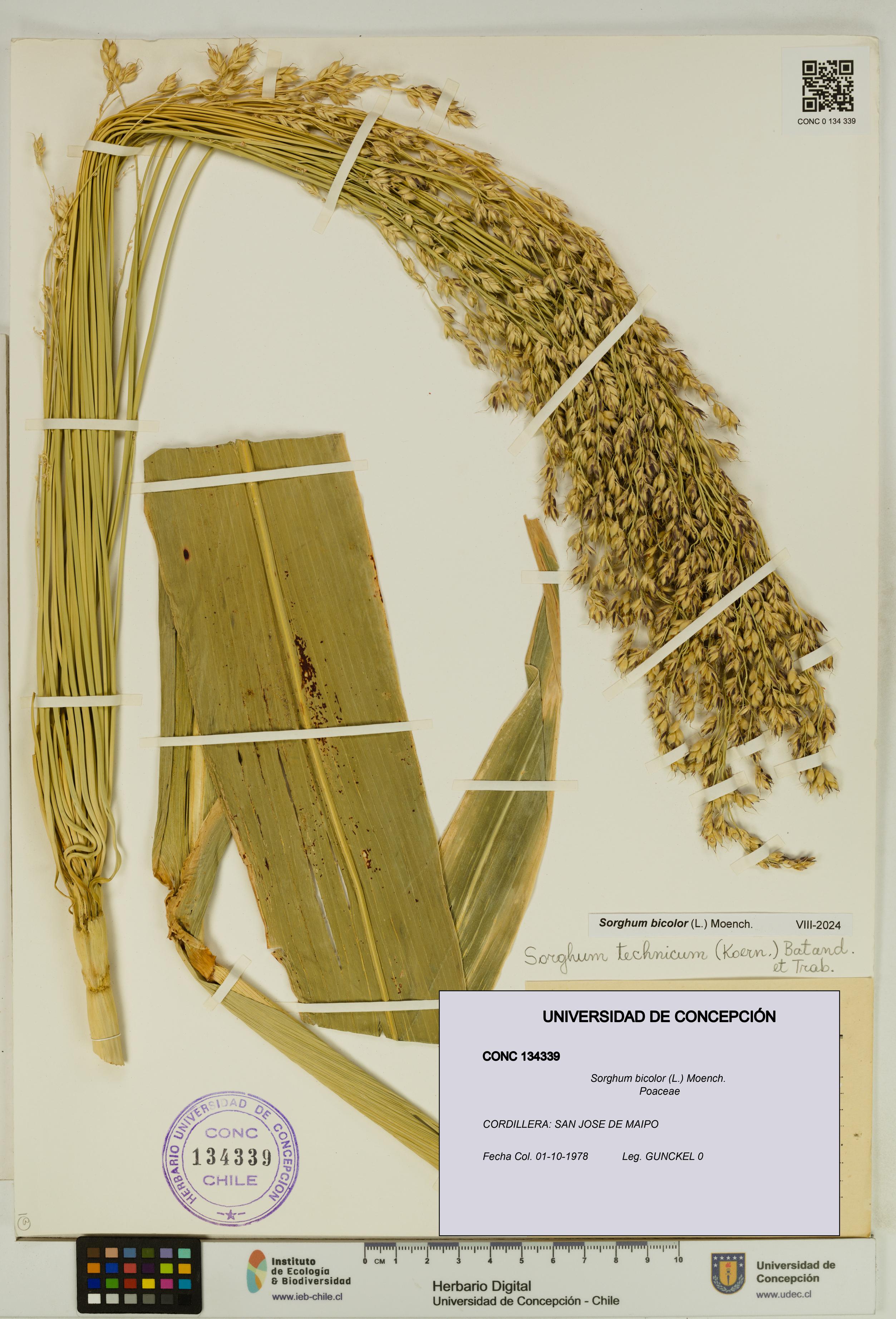 Sorghum bicolor [Espécimen: UDEC:CONC:0134339]