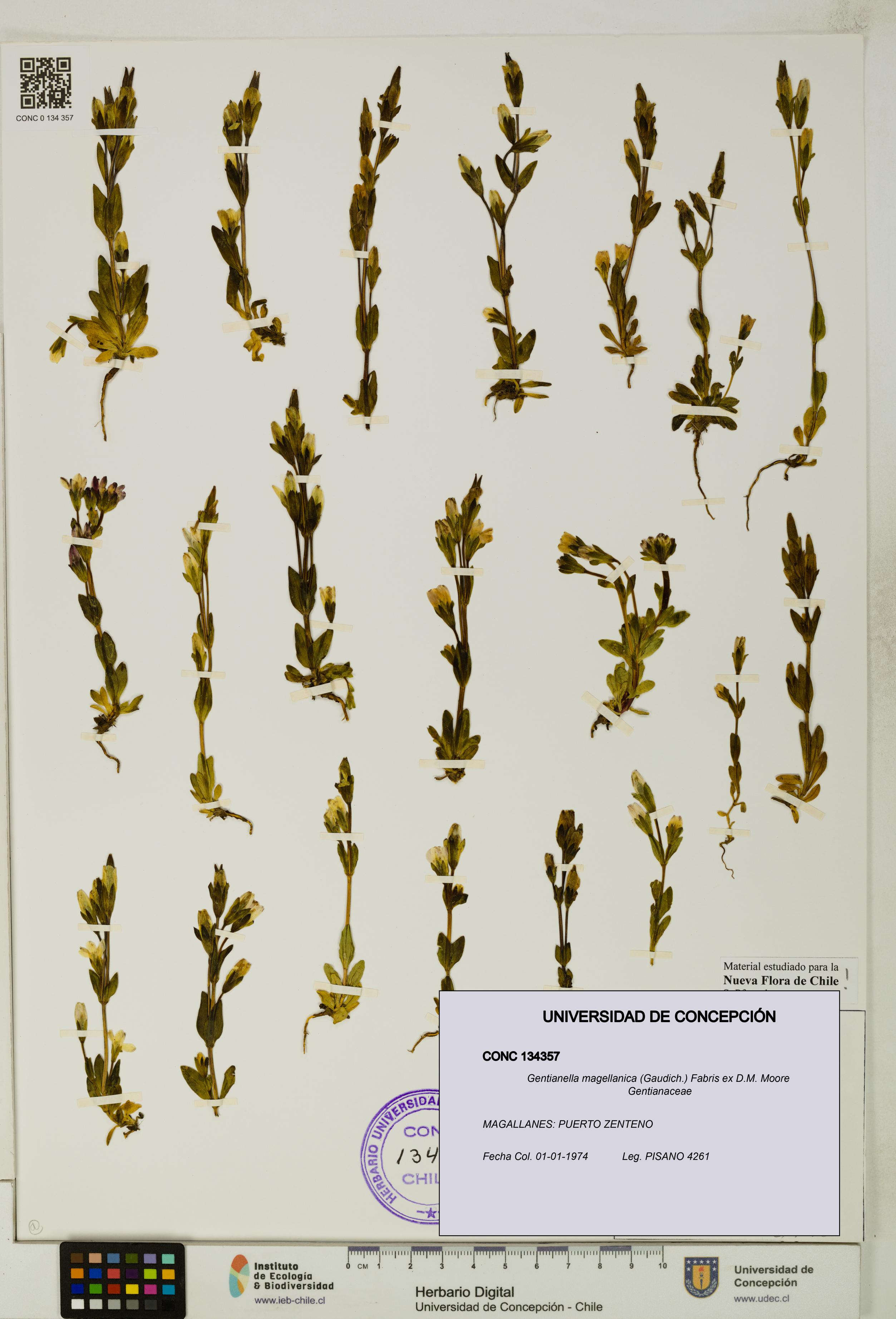 Gentianella magellanica [Espécimen: UDEC:CONC:0134357]