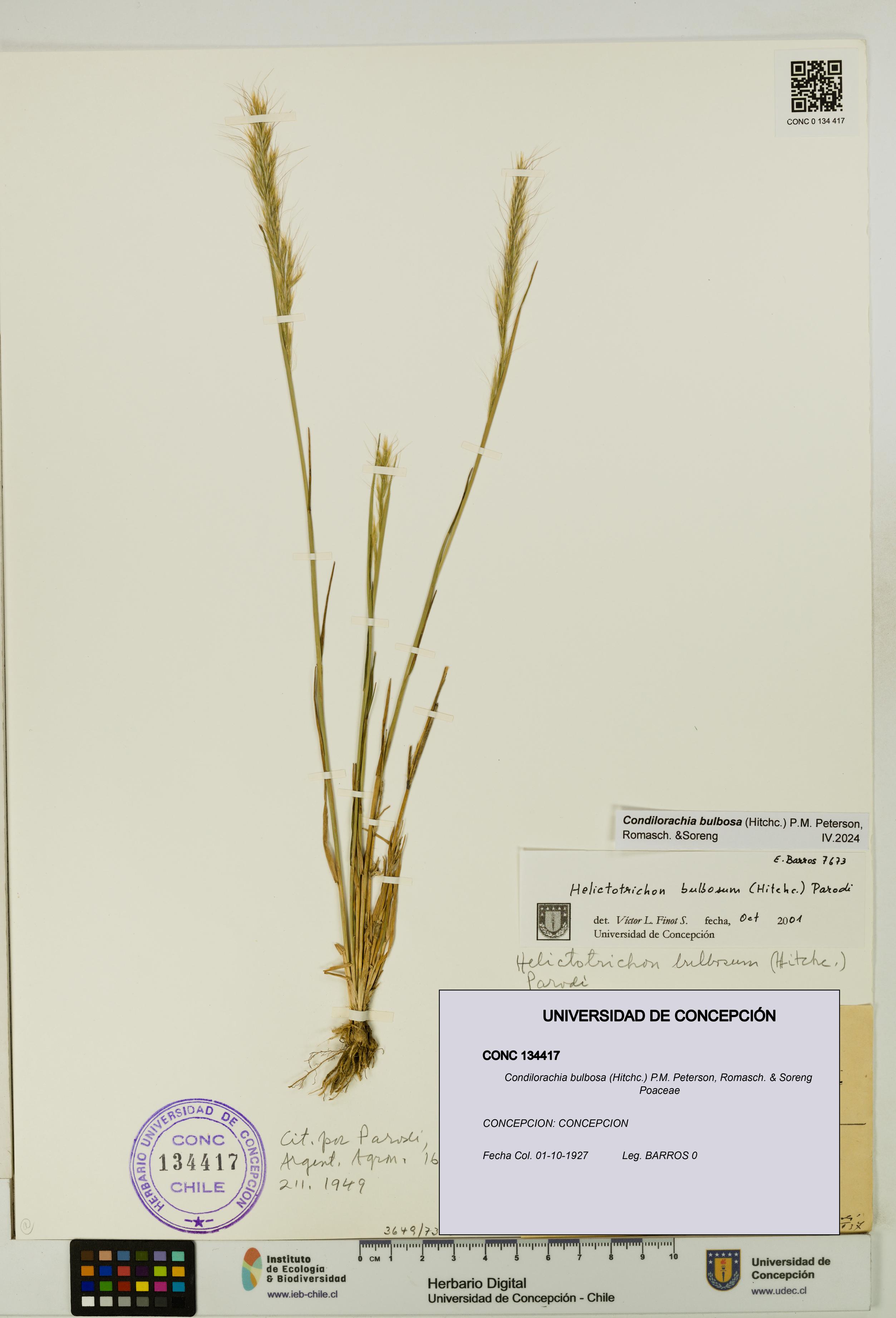 Condilorachia bulbosa [Espécimen: UDEC:CONC:0134417]