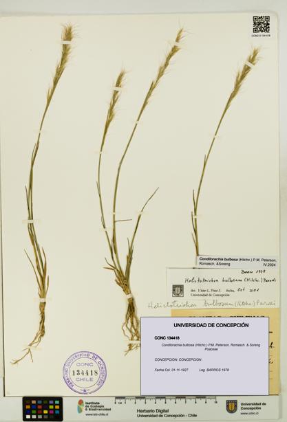 Condilorachia bulbosa [Espécimen: UDEC:CONC:0134418]