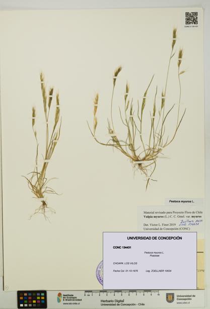 Festuca myuros [Espécimen: UDEC:CONC:0134431]