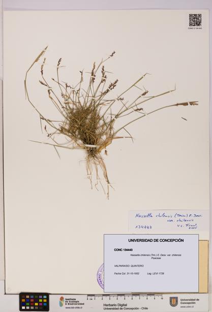 Nassella chilensis [Espécimen: UDEC:CONC:0134443]