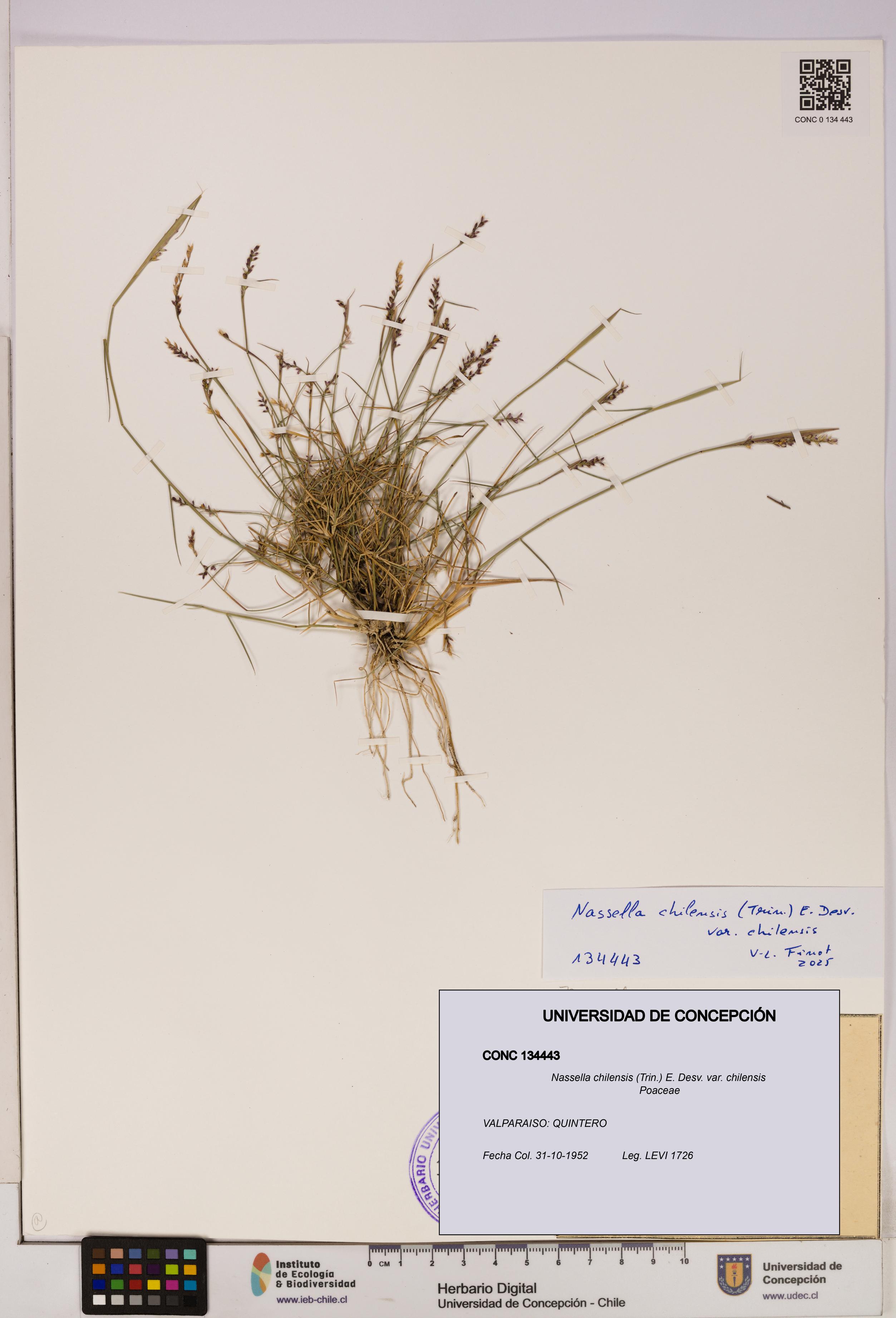 Nassella chilensis [Espécimen: UDEC:CONC:0134443]