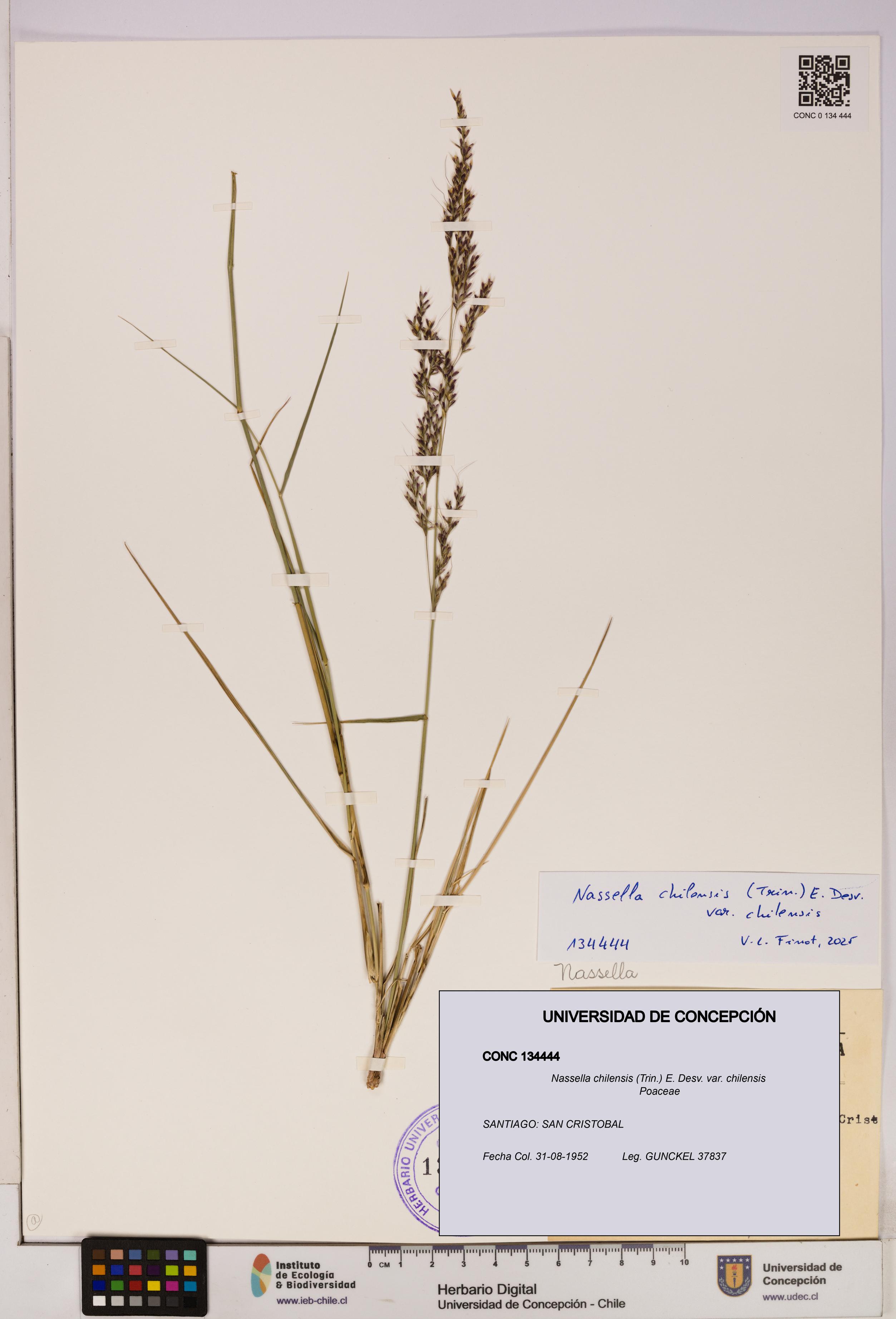 Nassella chilensis [Espécimen: UDEC:CONC:0134444]