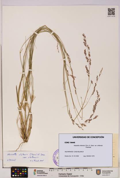 Nassella chilensis [Espécimen: UDEC:CONC:0134445]