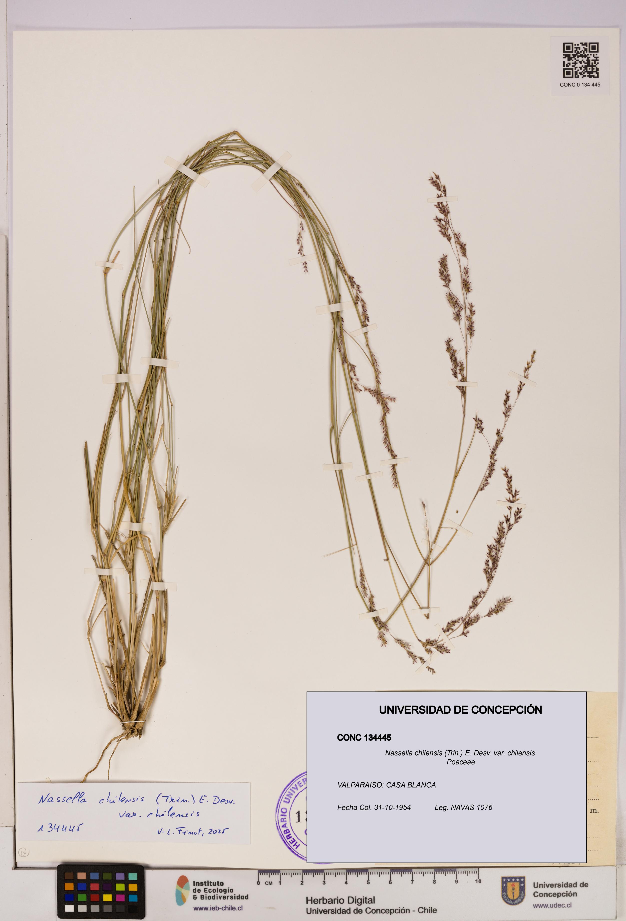 Nassella chilensis [Espécimen: UDEC:CONC:0134445]
