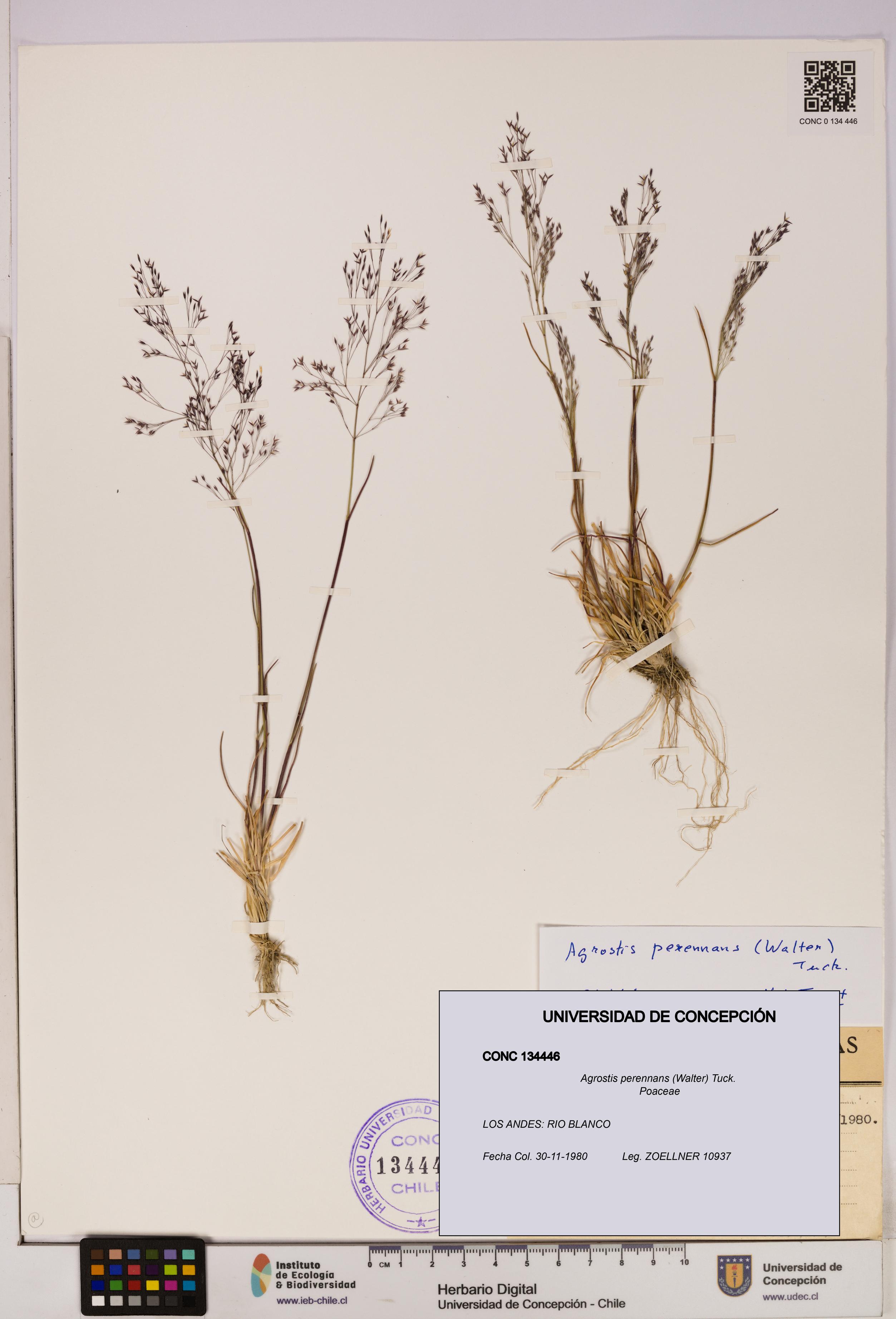 Agrostis perennans [Espécimen: UDEC:CONC:0134446]